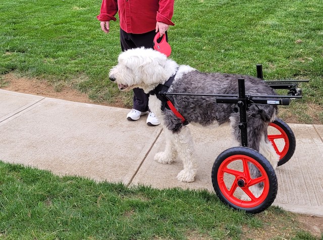 Ivy in Best Friend Mobility Dog Wheelchair